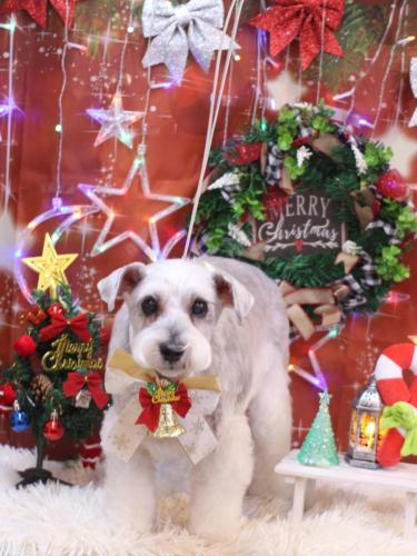 20231202ボルトくん